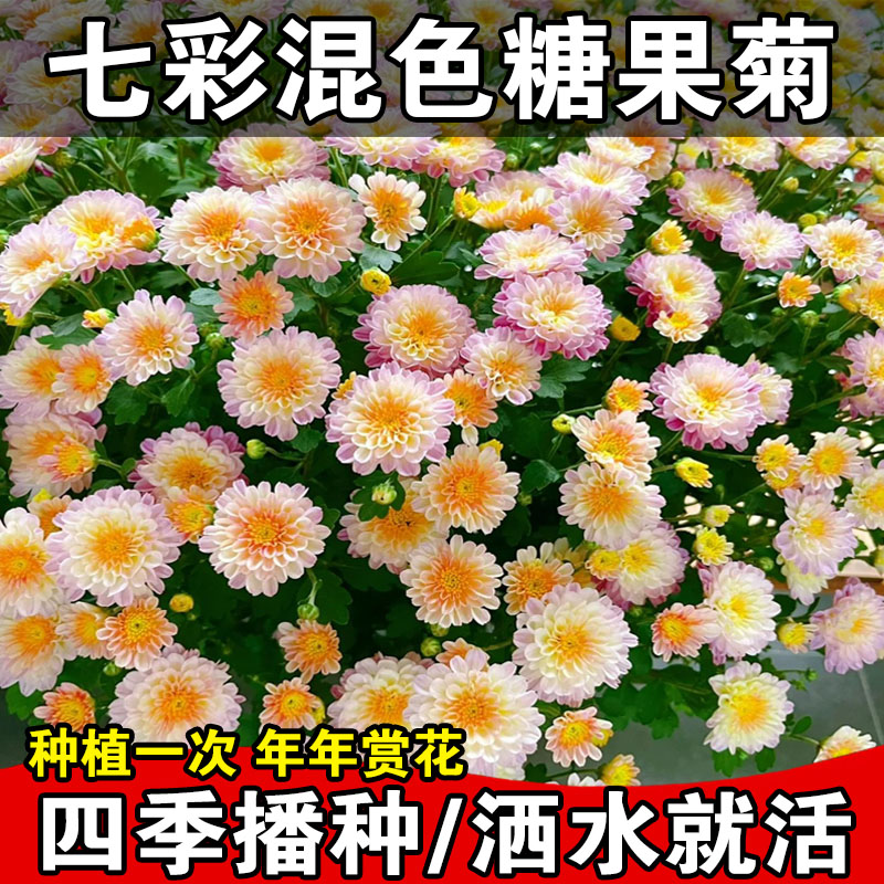 糖果菊花种籽四季开花多年生