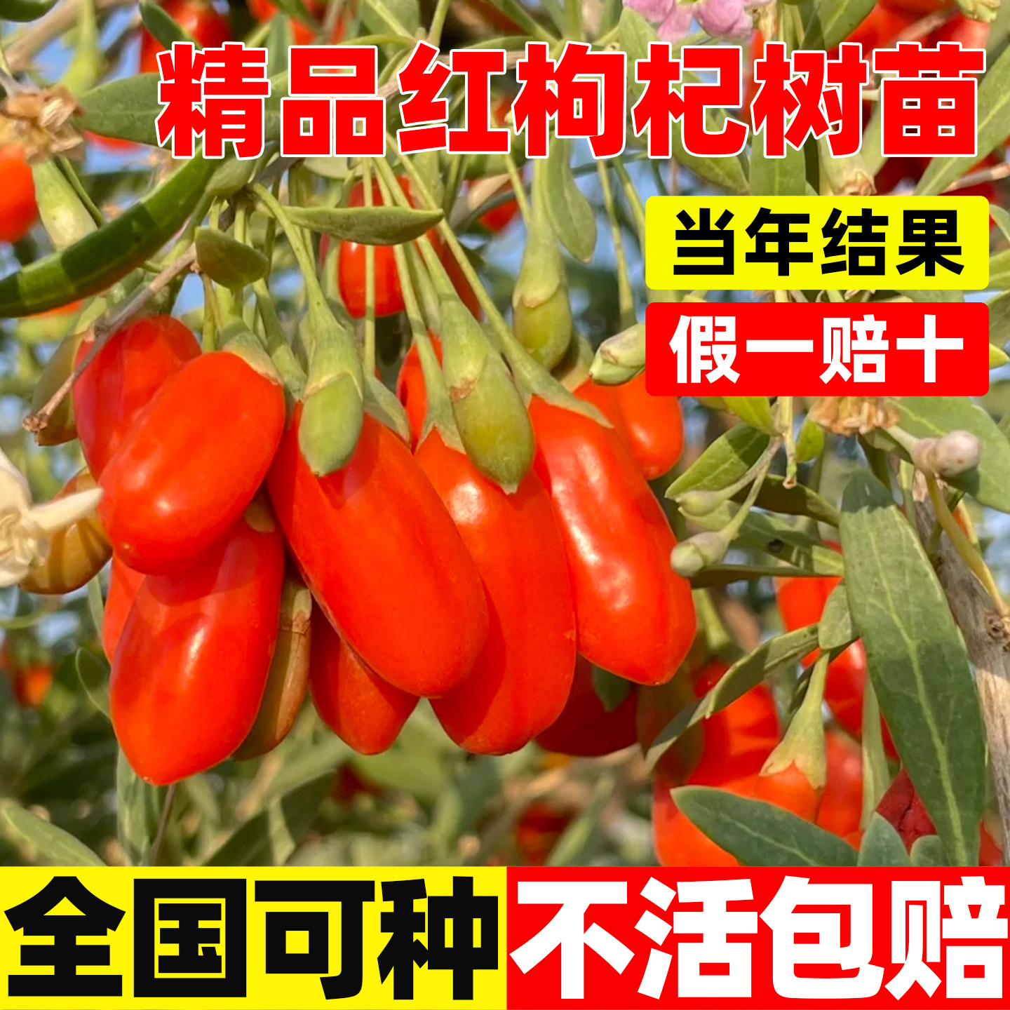红枸杞树苗盆栽耐寒宁夏红枸杞图片