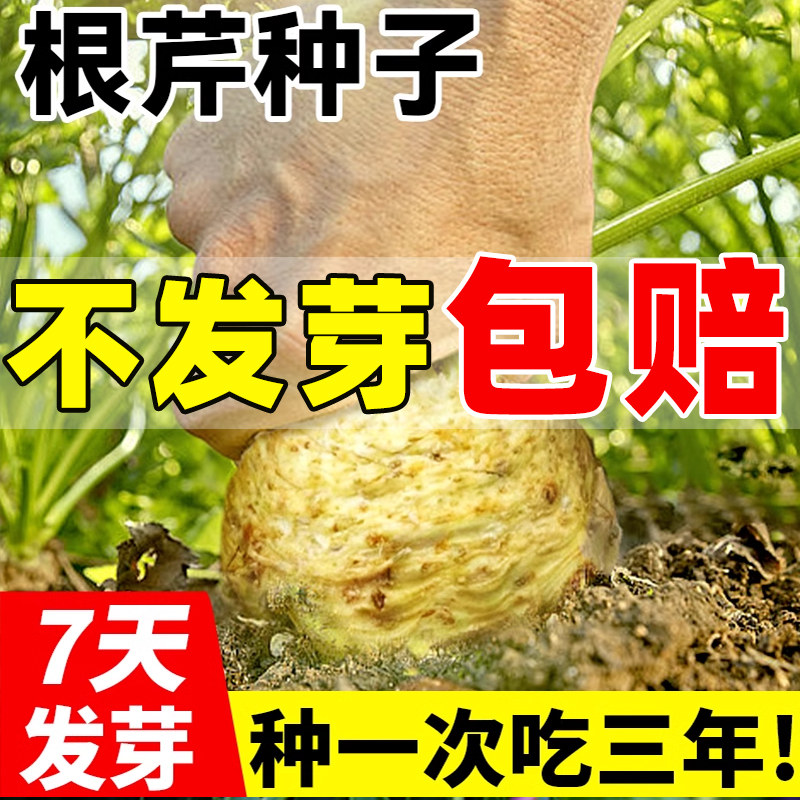 根芹菜种籽地中海芹菜种孑蔬菜苗