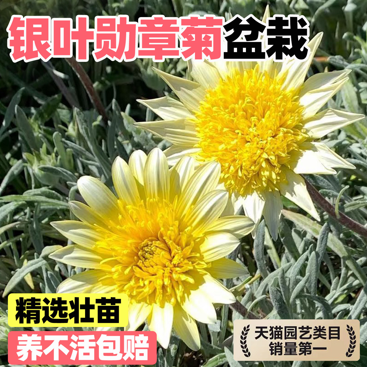 银叶重瓣勋章菊盆栽花苗多年生宿图片