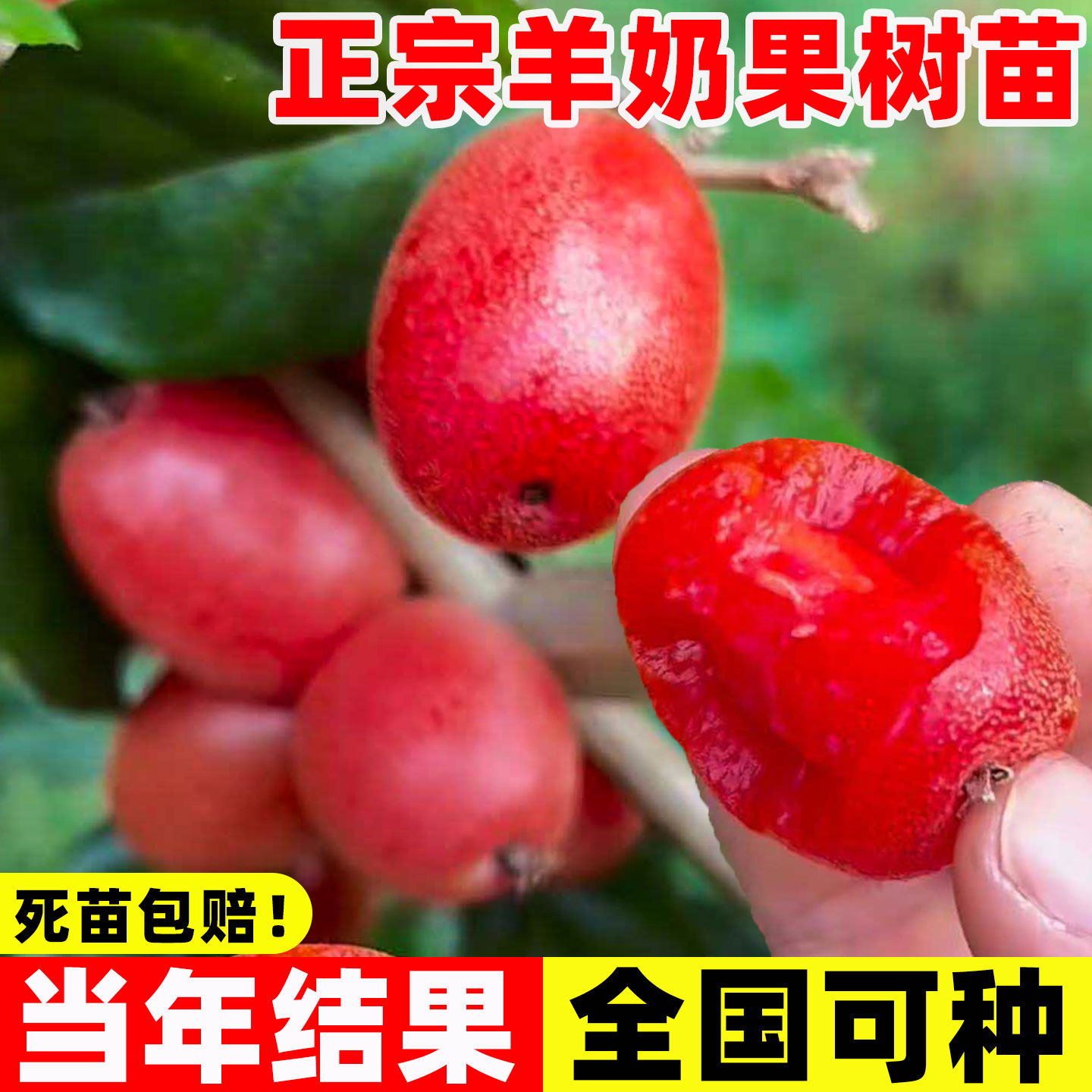 羊奶果嫁接苗德甜二号特大甜果盆图片