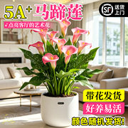 彩色马蹄莲盆栽带花四季开花室内