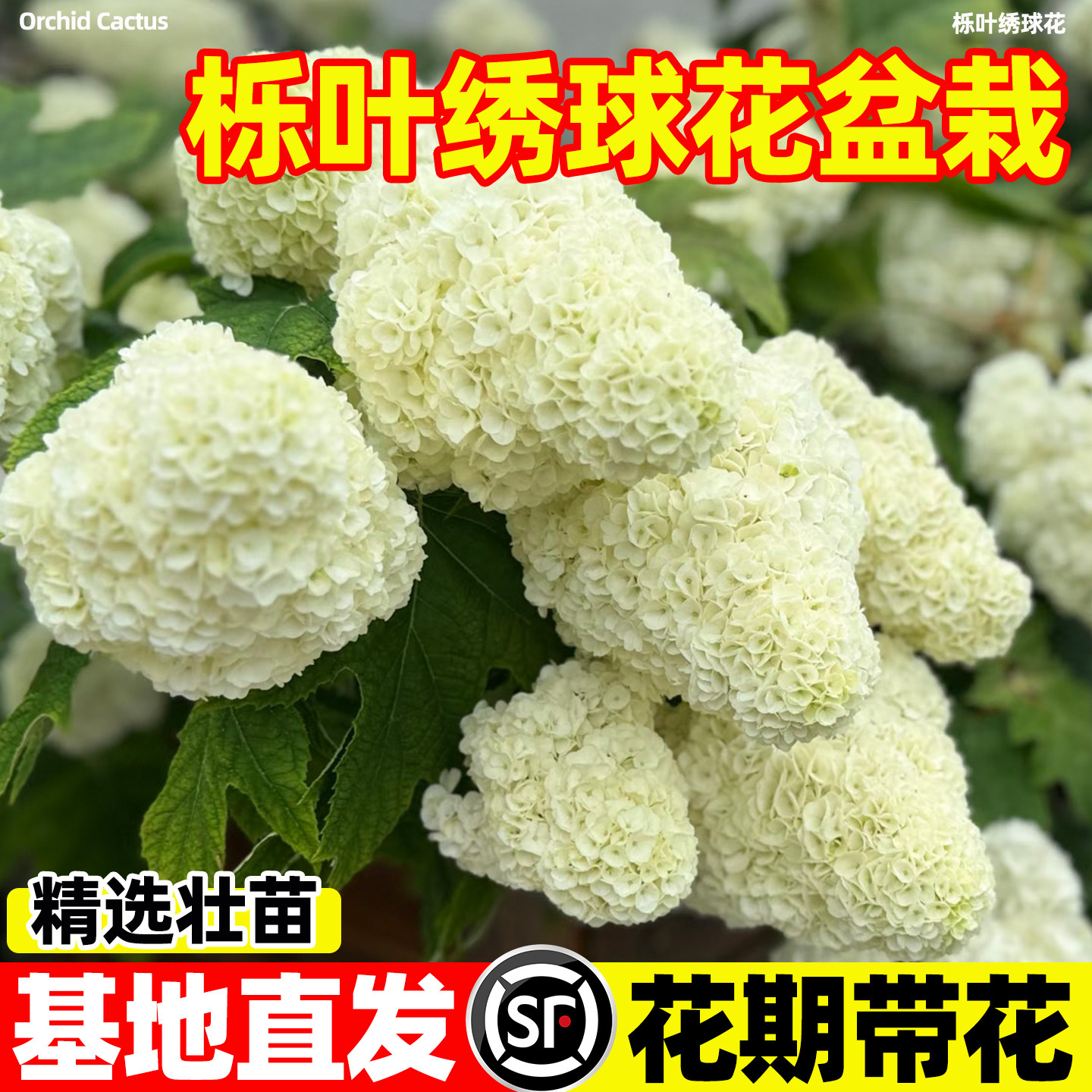 栎叶绣球花苗南北方种植耐寒耐热