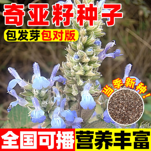 奇亚籽种籽子四季盆栽中药材中草药可食用种植秧苗蔬菜种子孑大全