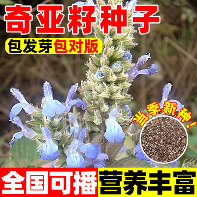 奇亚籽种子盆栽可食用中药