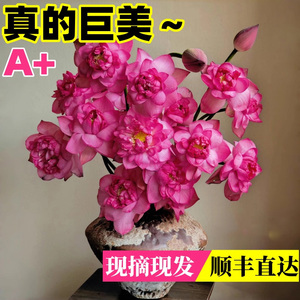 荷花鲜切花水培植物客厅鲜花带花