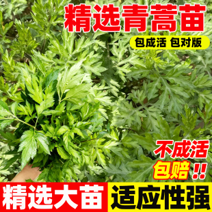青蒿种苗四季可种植驱蚊草野生苦蒿黄蒿苦蒿药用阳台庭院盆栽大苗