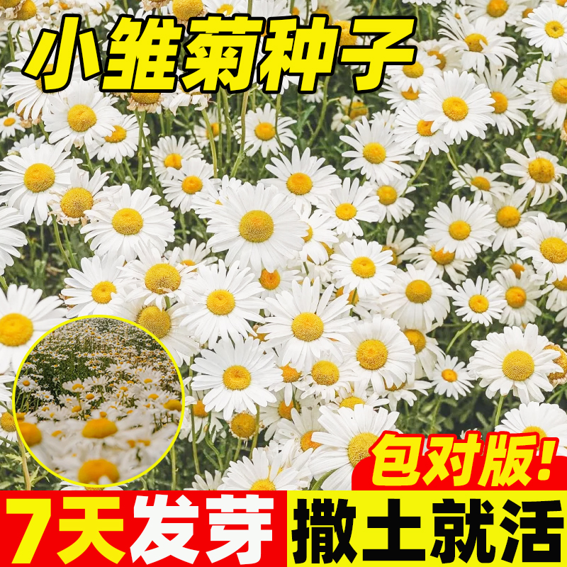 小雏菊花种籽玛格丽特糖果菊翠菊花种子阳台庭院盆栽植物观赏花苗