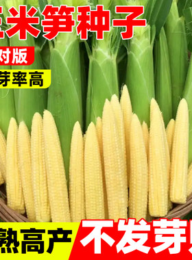玉米笋种子四季早熟高产杂交玉米