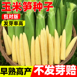 玉米笋种子四季早熟高产杂交正品拇指玉米种籽牛奶草莓手指玉米种