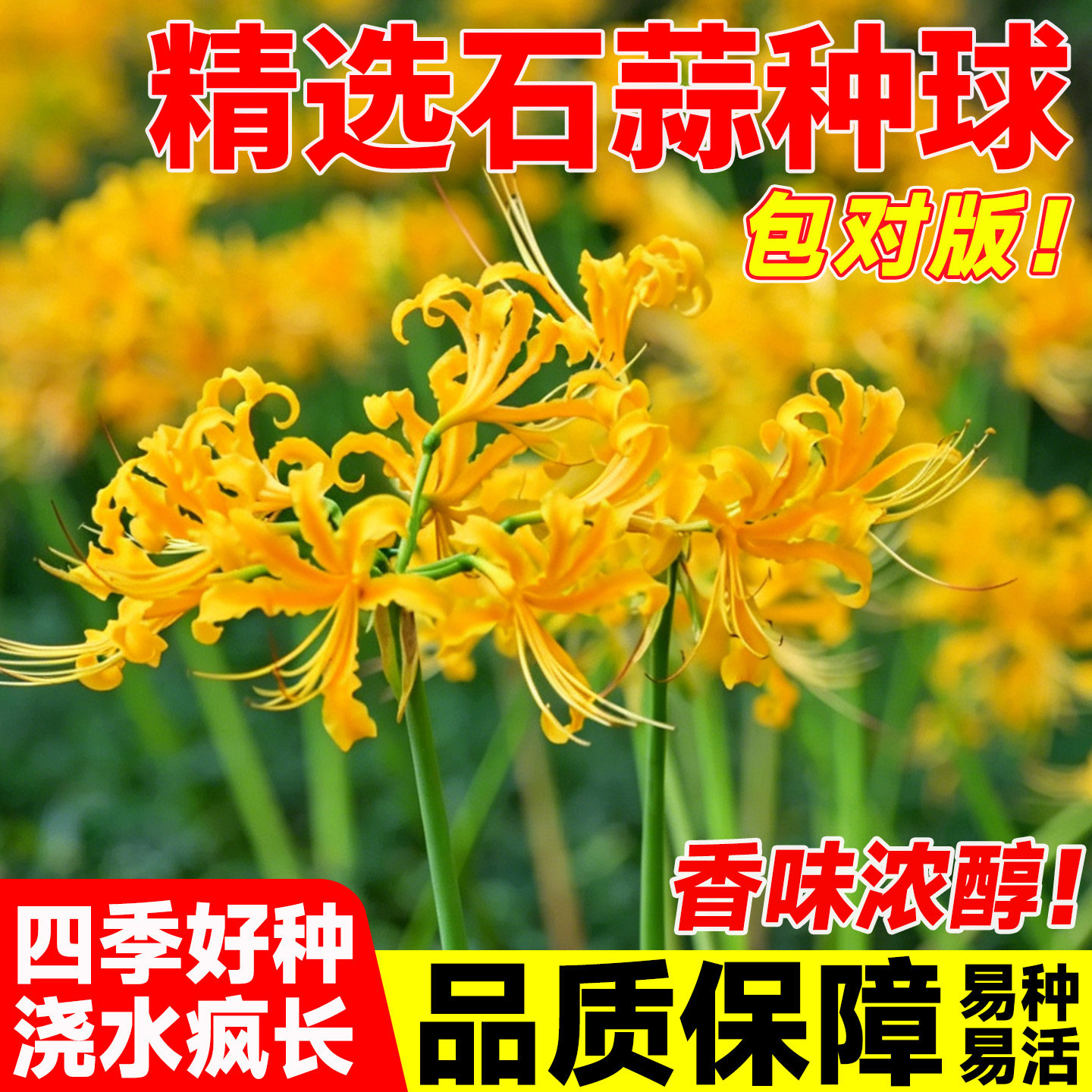 石蒜种球四季换锦曼珠沙华曼殊沙华龙爪花卉忽地笑红花彼岸花种球