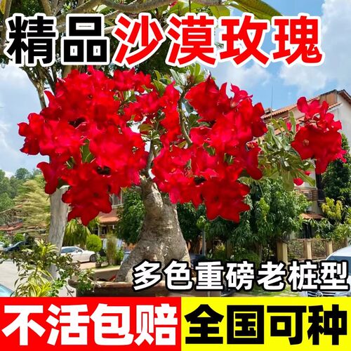 沙漠玫瑰盆栽室内阳台好养的花卉