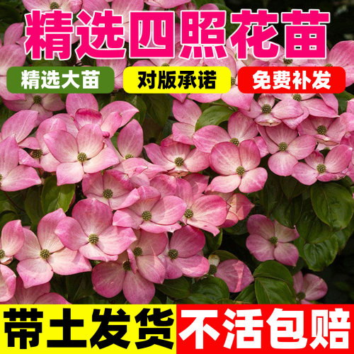 四照花盆栽花苗花梾木花叶灯台树