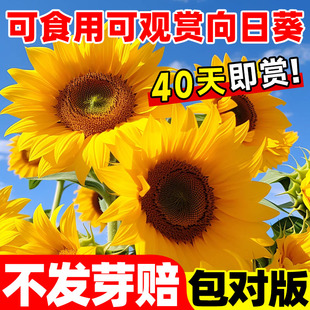 向日葵种孑子四季种高矮杆观赏室外阳台盆栽花种子庭院食用葵花籽