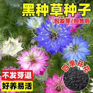 黑种草种子四季阳台盆栽波斯宝石黑子草籽景观绿化植物种籽孑花卉