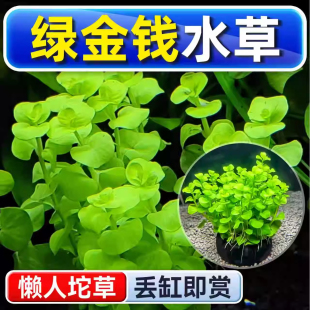 绿金钱水草坨草苗鱼缸造景养鱼水培绿植物阴性真草新手懒人水下叶