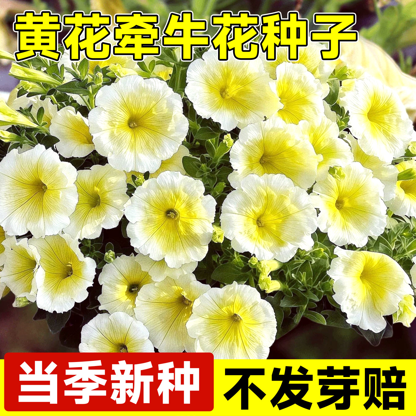 进口黄色矮牵牛种子大型花矮生盆栽春秋播种黄色海市蜃楼喇叭花籽