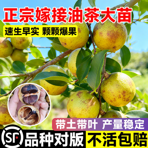 正宗软枝油茶大苗嫁接高产