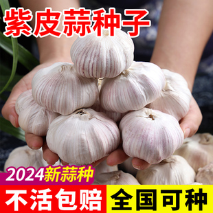 大蒜种子种籽紫皮宽叶蒜农家红根蒜苗种大蒜四季种植蒜苔盆栽蔬菜