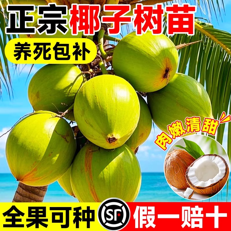 海南椰子苗绿植盆栽发芽椰宝带皮带壳发货椰子树椰苗室内观赏植物