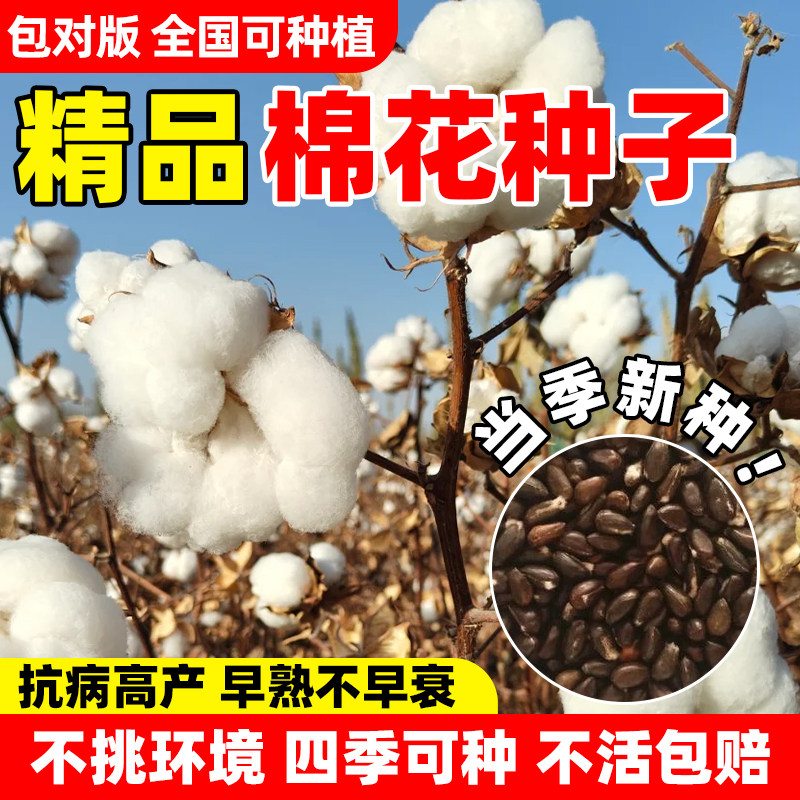 棉花种子四季播子高产抗虫抗病高抗重茬棉花籽懒汉国审转基因棉种