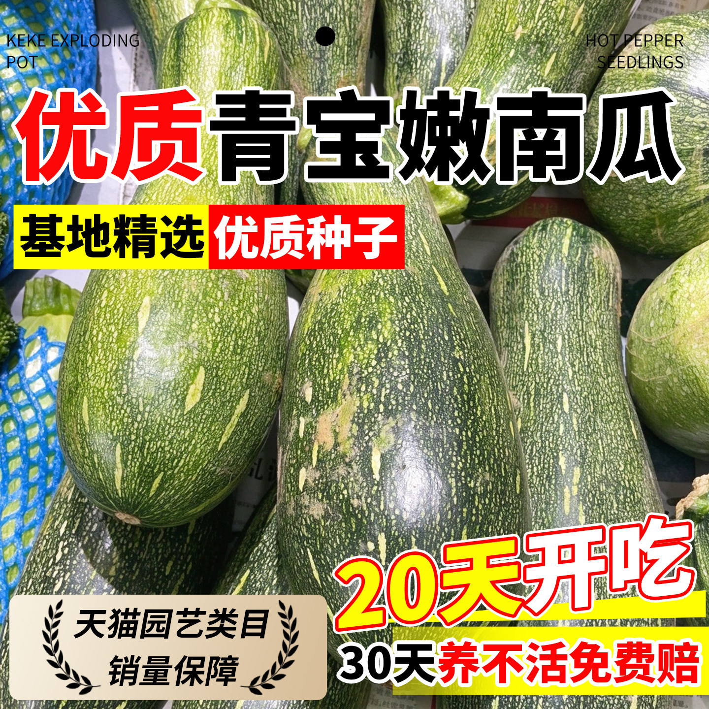 青宝南瓜种籽老品种早熟西葫芦种子苗嫩南瓜四季播种高产蔬菜种孑