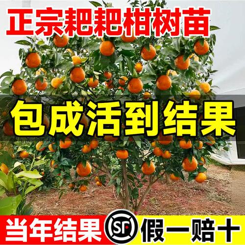 正宗四川春见耙柑树苗嫁接