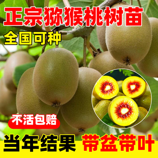 红心猕猴桃树果苗四季结果南北方种植果树公母同株软枣苗嫁接徐香