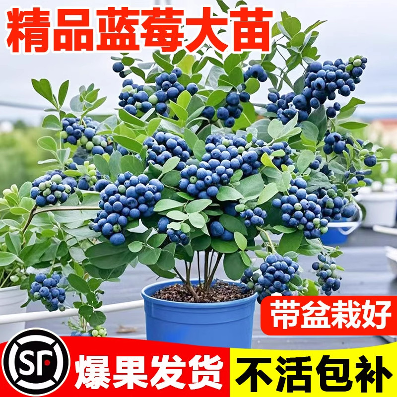 蓝莓树果苗盆栽带大果蓝梅苗