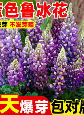 蓝色鲁冰花种子易活多年生草本羽扇豆四季花籽盆栽室外花种子耐寒
