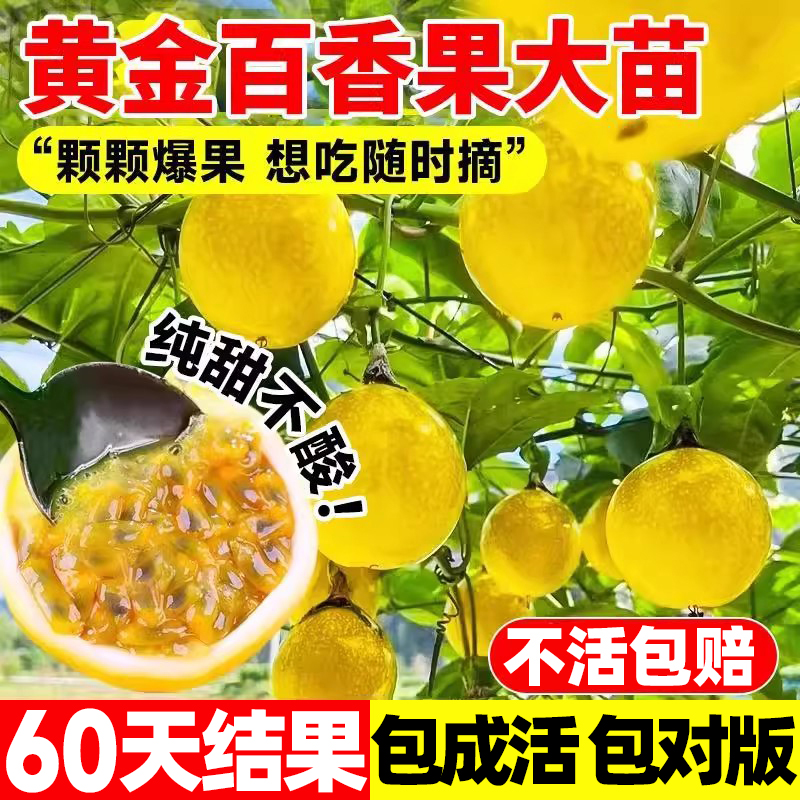 百香果树果苗广西纯甜