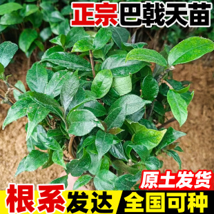 巴戟苗高要正宗肇庆德庆巴戟天苗药材种苗鸡肠风树苗种植带叶带根