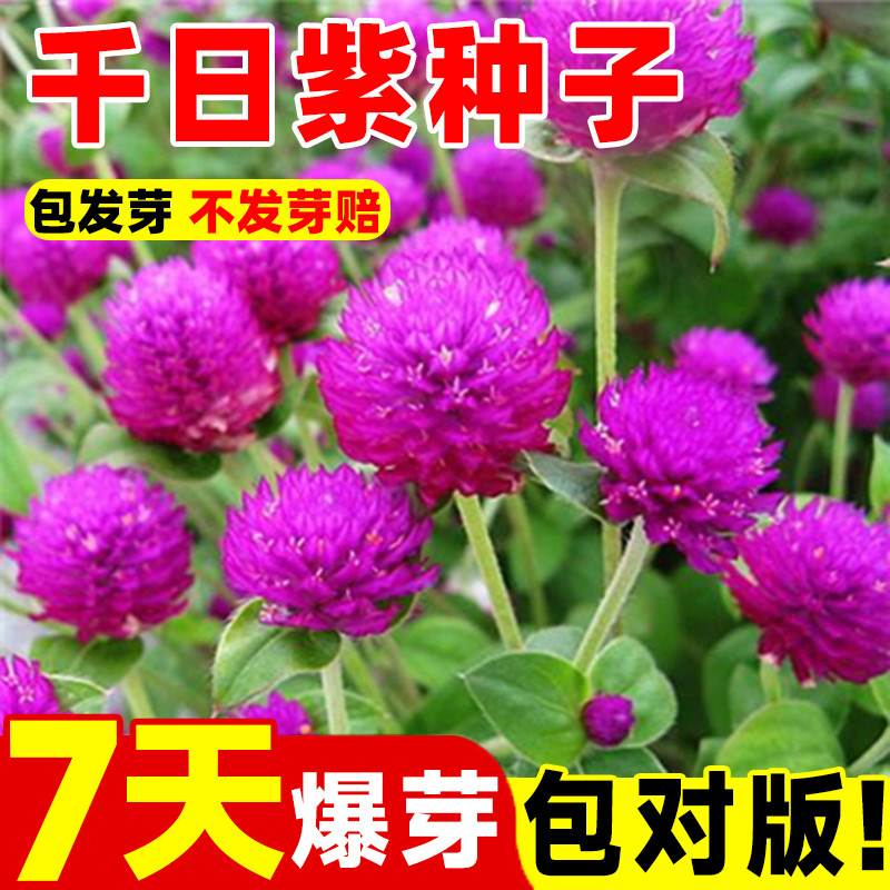 千日红种子紫百火球花矮生