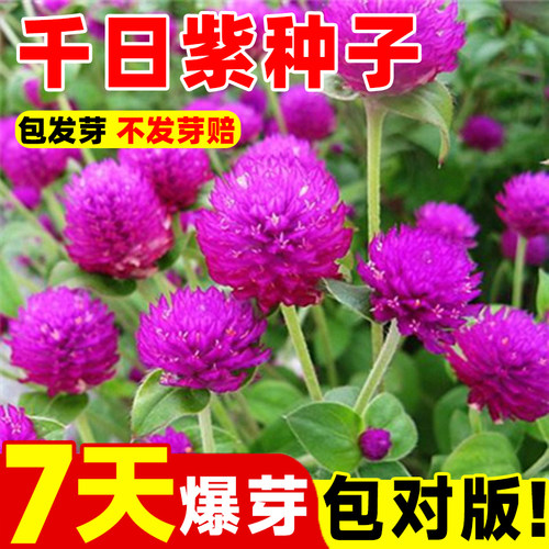 千日红种子紫百火球花矮生
