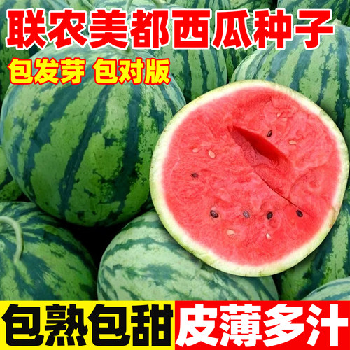 联农美都西瓜种子8424西瓜种籽
