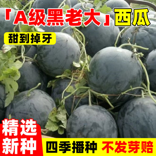 A级黑老大西瓜种子超甜大果高产