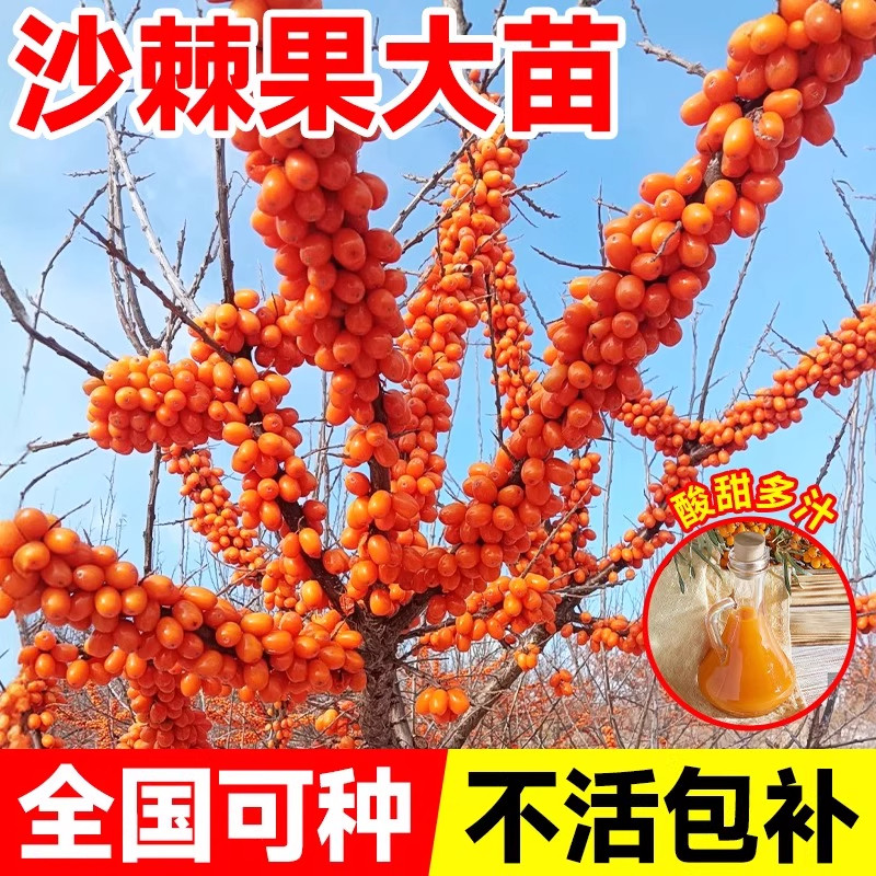 新鲜沙棘苗果苗南北方种植抗寒耐旱四季盆栽地栽当年结果好养易活