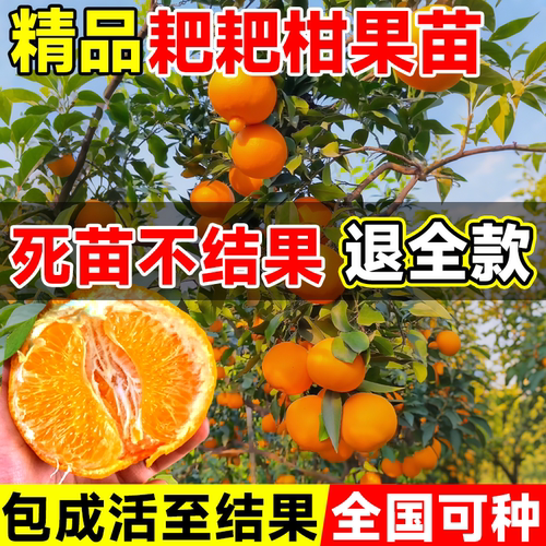精品四川春见耙耙柑树苗嫁接丑橘