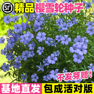 樱雪轮花种子蓝色小麦仙翁种籽四季种矮生室外阳台盆栽鞠翠菊花籽