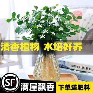 九里香水培植物盆栽四季易成活七里香千里眼树苗老桩室内易活绿植