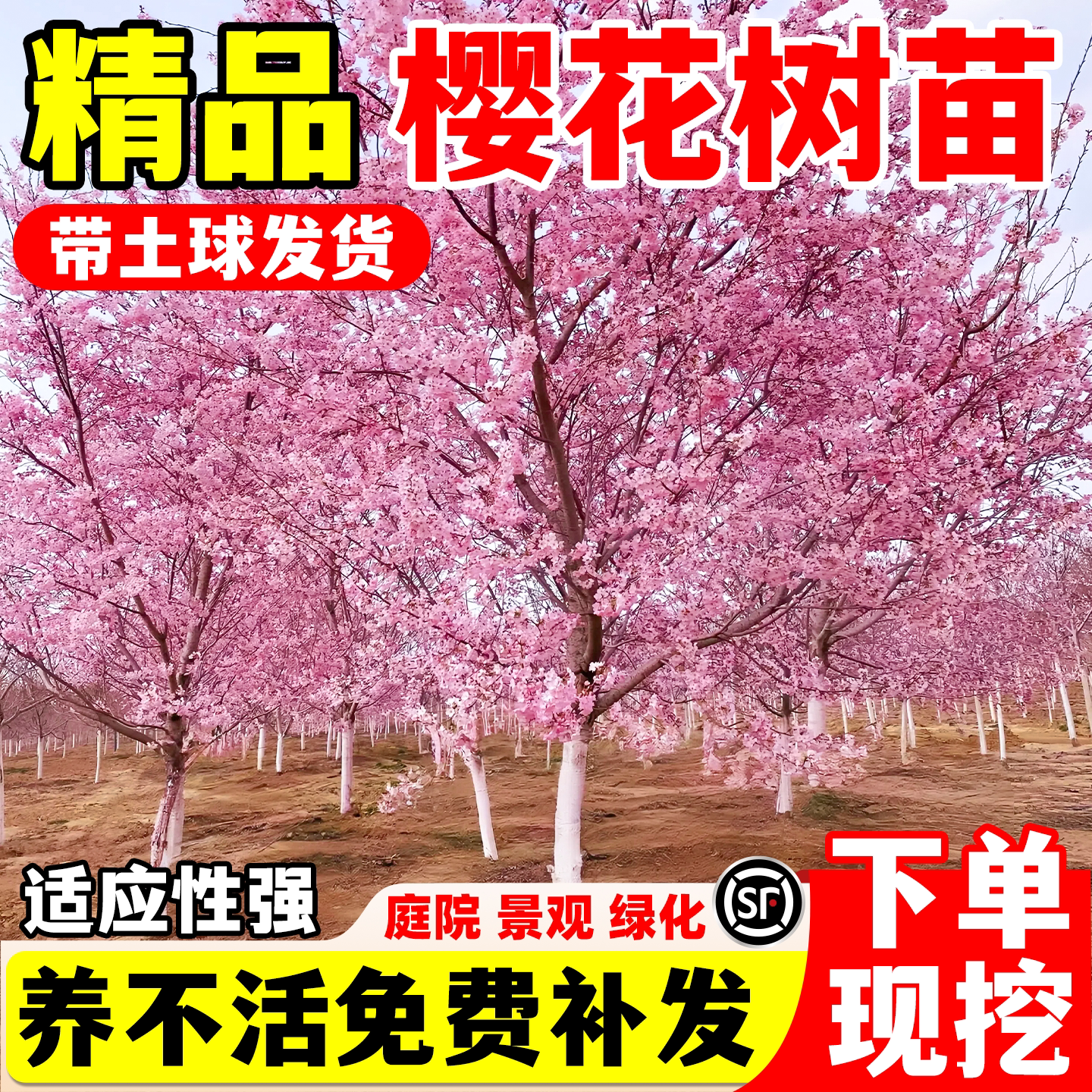 樱花树苗庭院大树耐寒矮化晚樱图片
