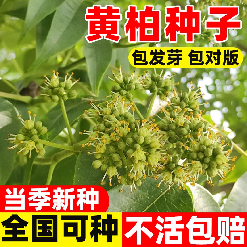黄柏种子药材黄檗圆柏檗木黄菠萝籽川黄柏种子园林绿化林木树种子