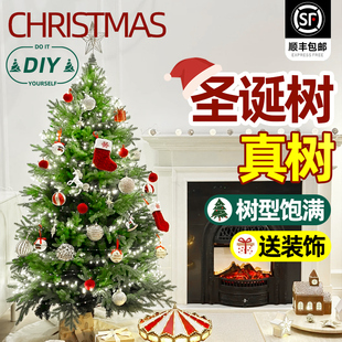 真圣诞树真树盆栽室内绿植花卉挪威云杉树苗活的冷杉诺贝松南洋杉