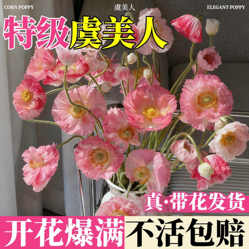 虞美人重瓣大花盆栽花苗公园花境
