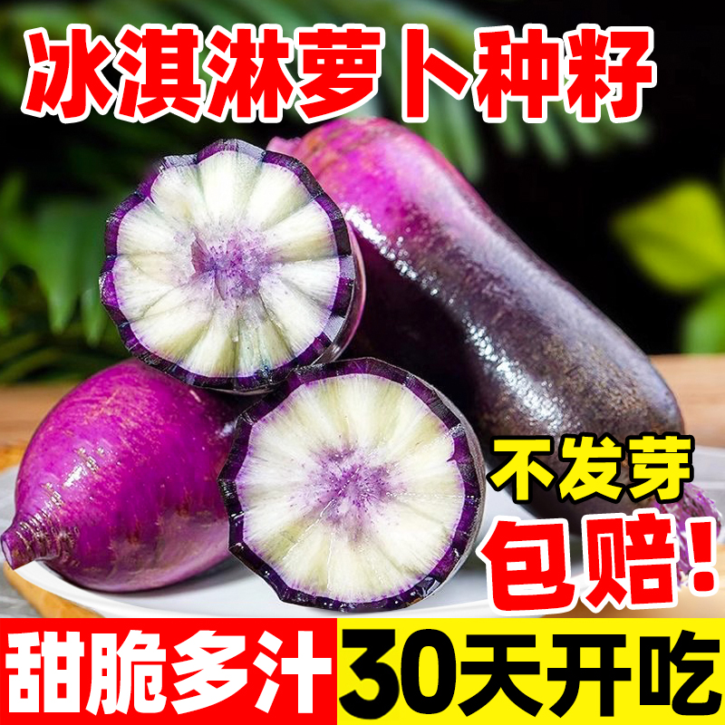 冰淇淋水果萝卜种籽夏季耐热抗热