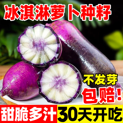 冰淇淋水果萝卜种籽夏季耐热抗热