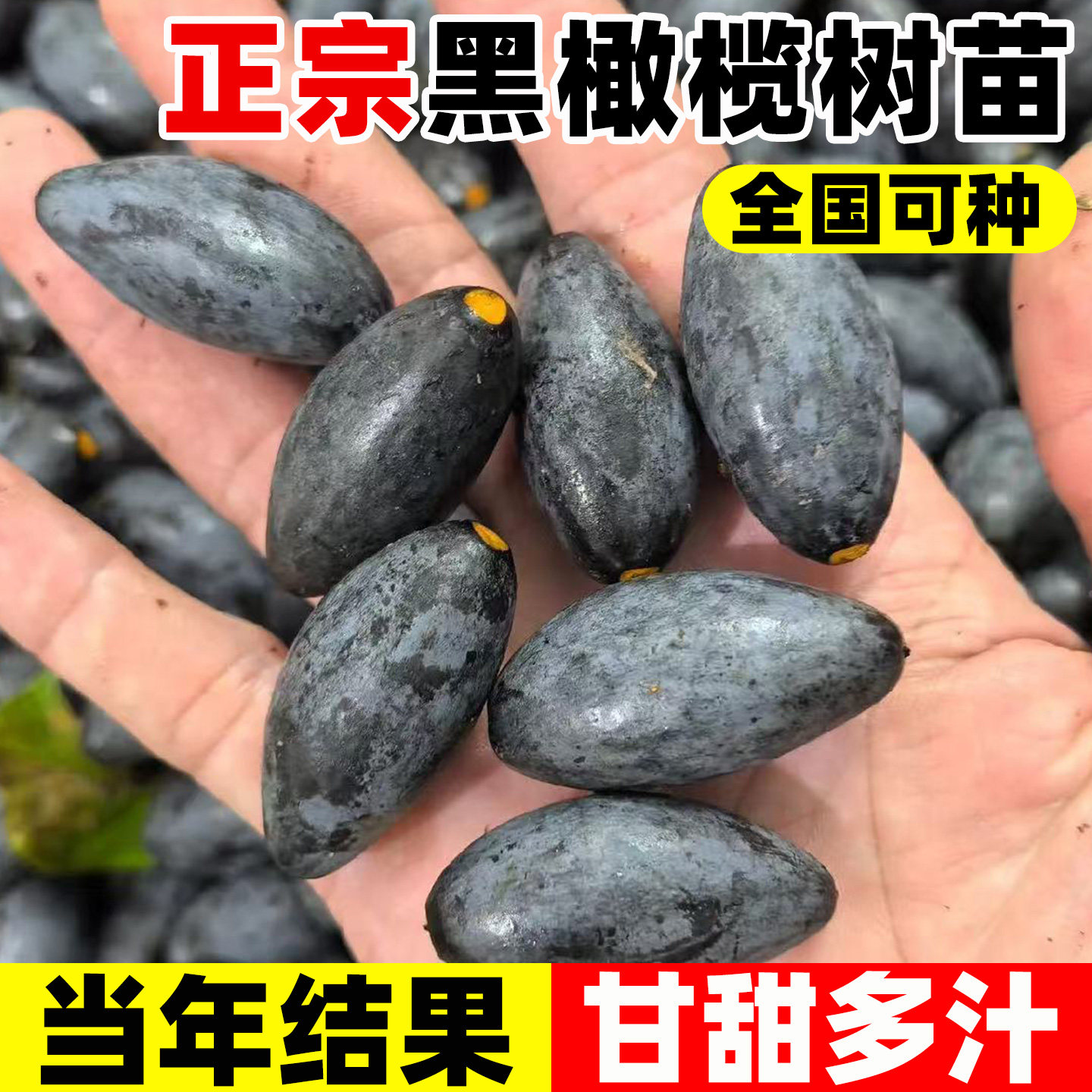 黑橄榄树果苗南方种植当年结果图片
