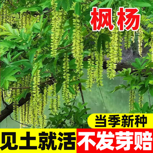 枫杨种子白杨大叶燕子树