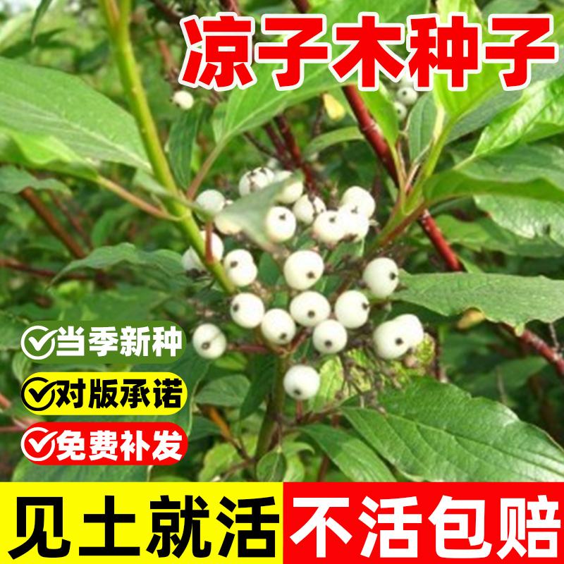 凉子木种子毛梾车梁木种子灯台树