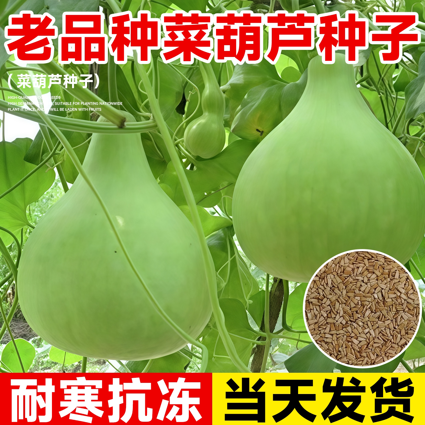 老品种菜葫芦种子耐寒四季农家庭院种植圆瓠瓜蔬菜籽可做水瓢食用